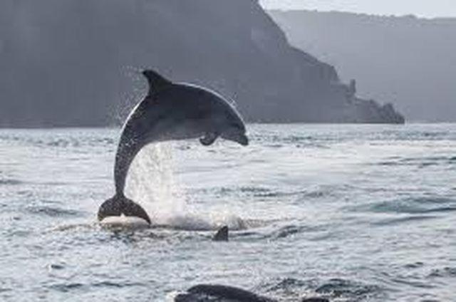 Baie Mt St Michel , Jullouville , Villa Caprice Rdc , 50 M Mer ,7 Pers , Pres Plage Dday エクステリア 写真