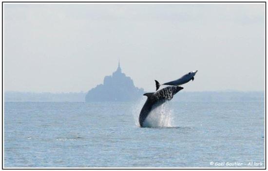 Baie Mt St Michel , Jullouville , Villa Caprice Rdc , 50 M Mer ,7 Pers , Pres Plage Dday エクステリア 写真
