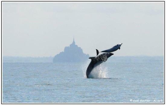 Baie Mt St Michel , Jullouville , Villa Caprice Rdc , 50 M Mer ,7 Pers , Pres Plage Dday エクステリア 写真